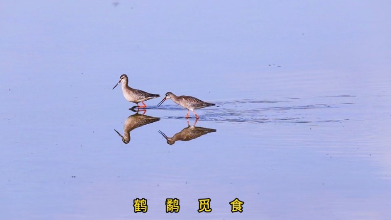 视频预览图