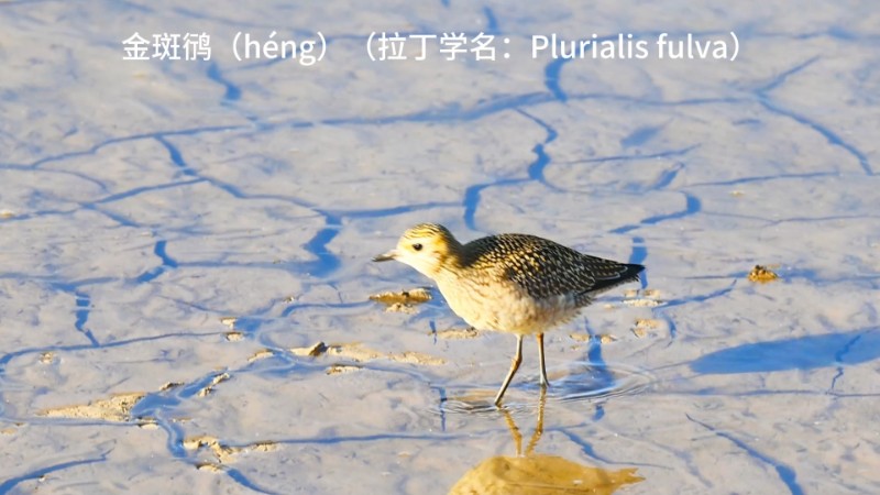 视频预览图