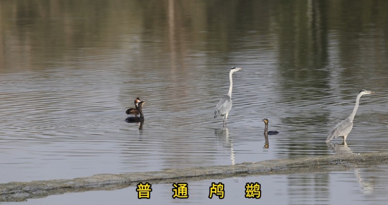 视频预览图