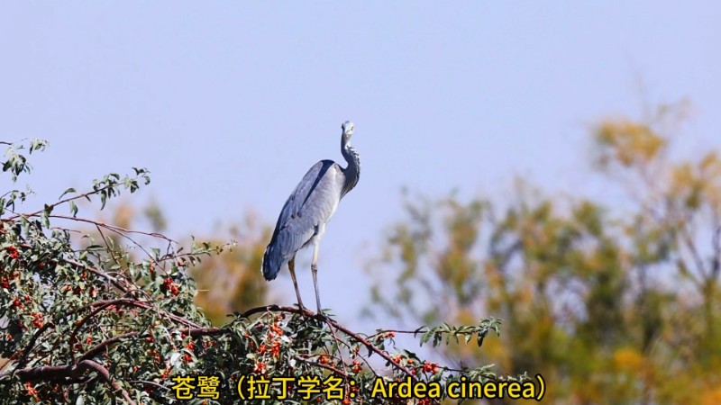 视频预览图