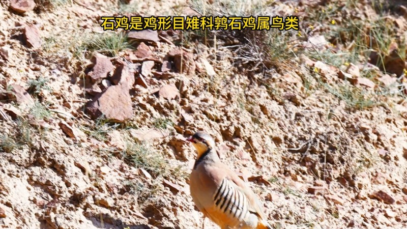 视频预览图