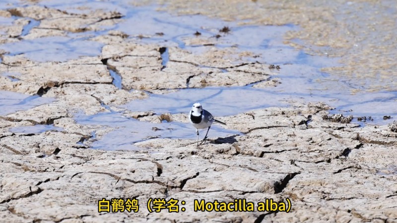 视频预览图
