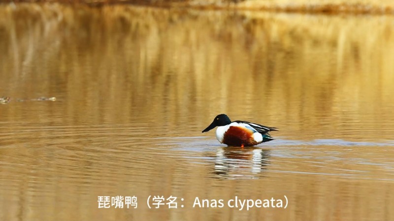 视频预览图