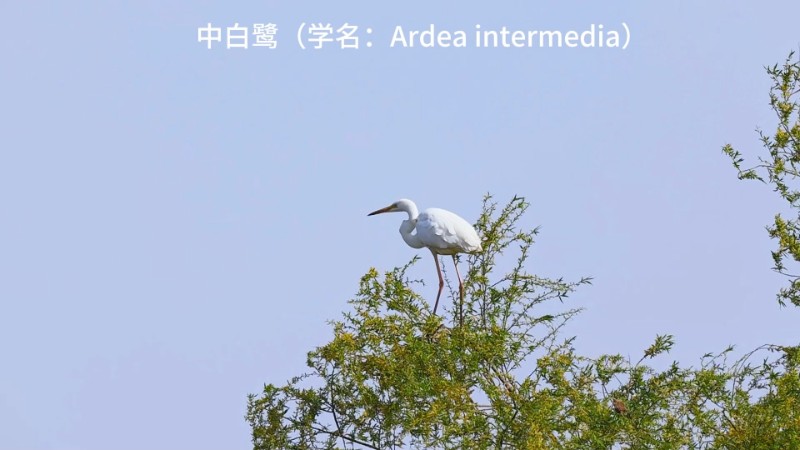 视频预览图
