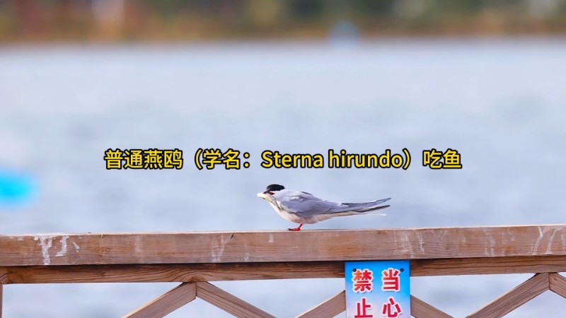 视频预览图