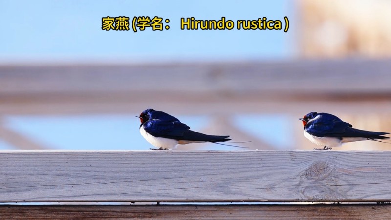 视频预览图