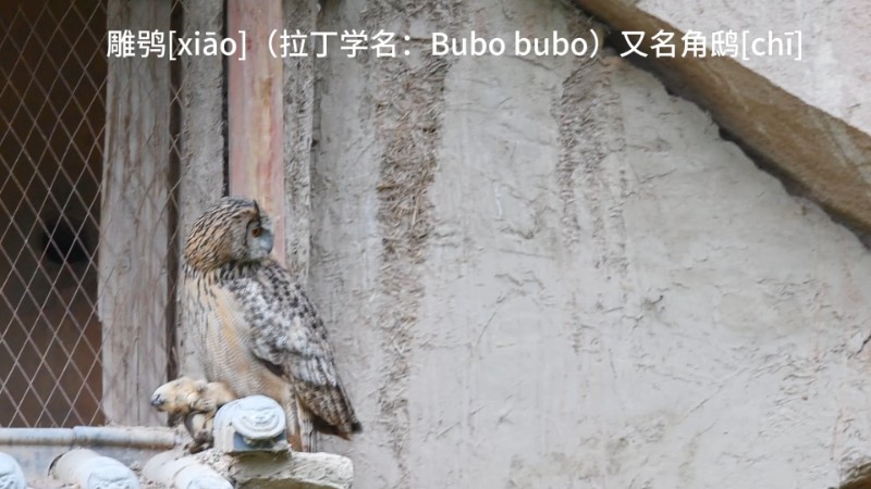 视频预览图
