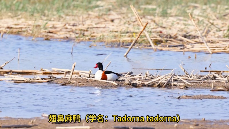 视频预览图