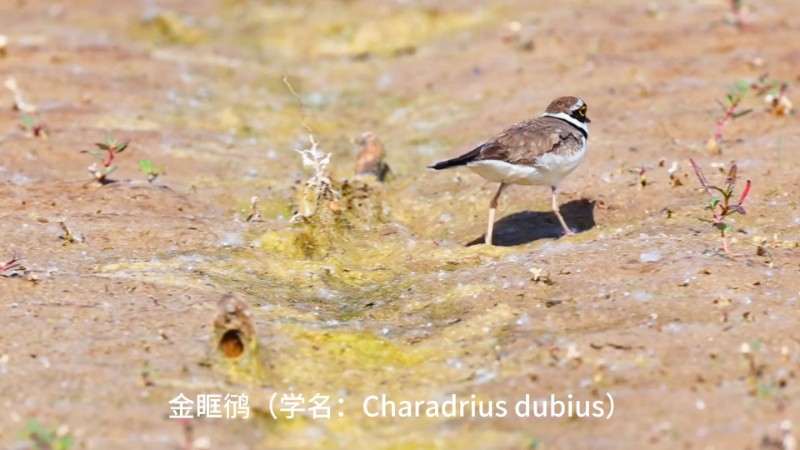 视频预览图