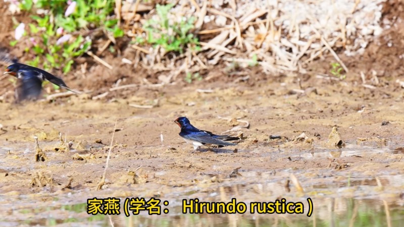 视频预览图