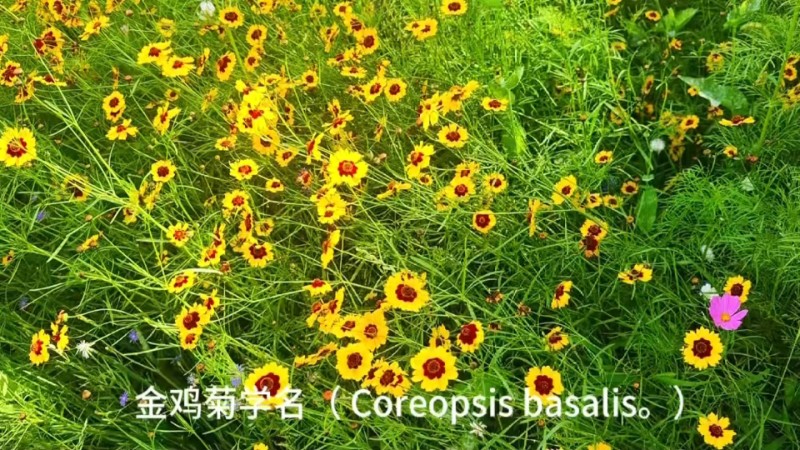 视频预览图