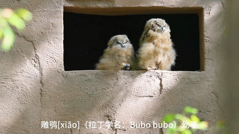 视频预览图