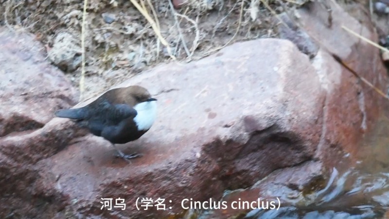 视频预览图