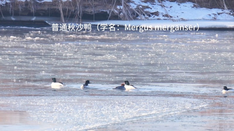 视频预览图