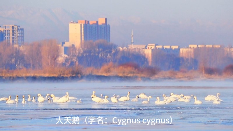 视频预览图