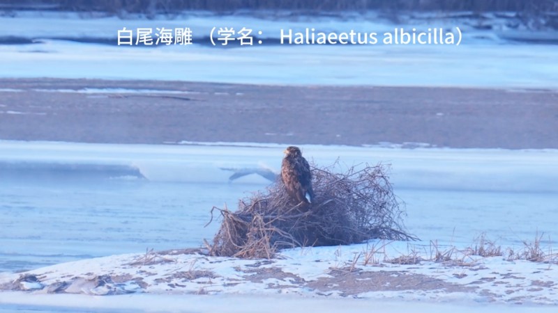 视频预览图