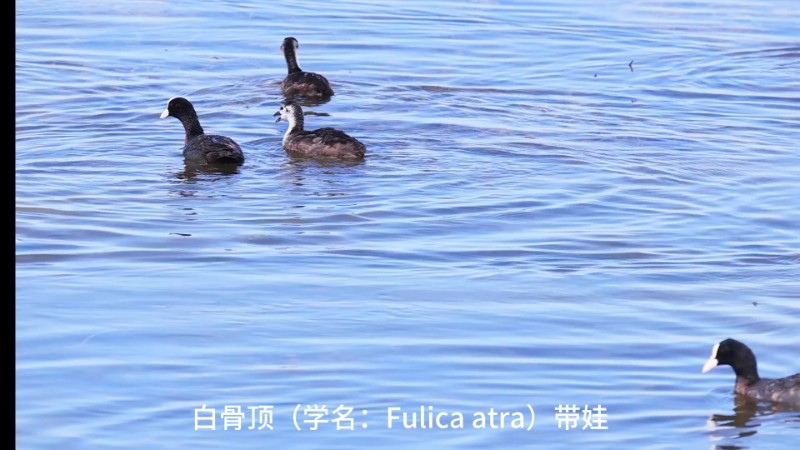视频预览图