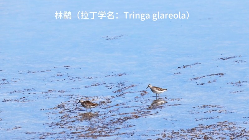 视频预览图