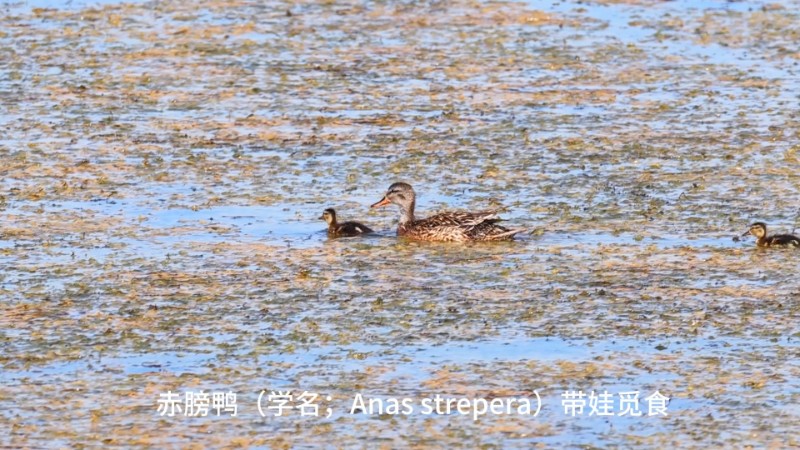 视频预览图