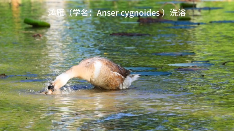 视频预览图