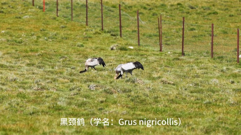 视频预览图