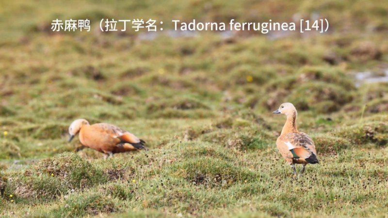 视频预览图