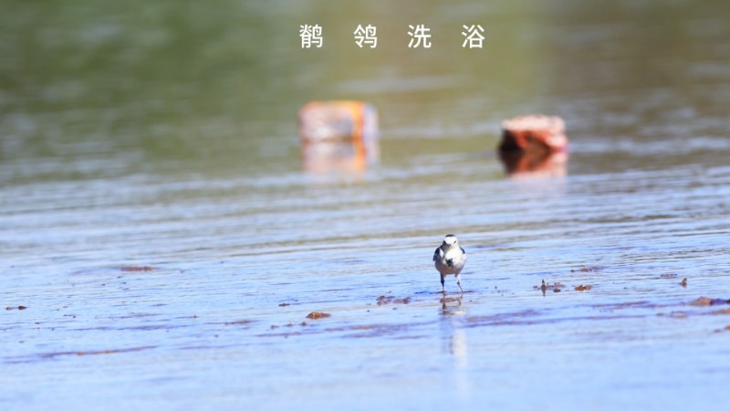 视频预览图