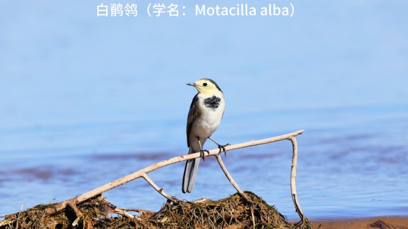 视频预览图