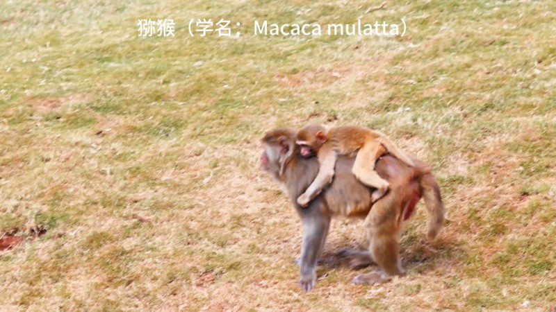 视频预览图