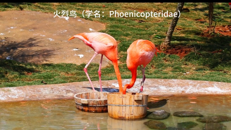 视频预览图