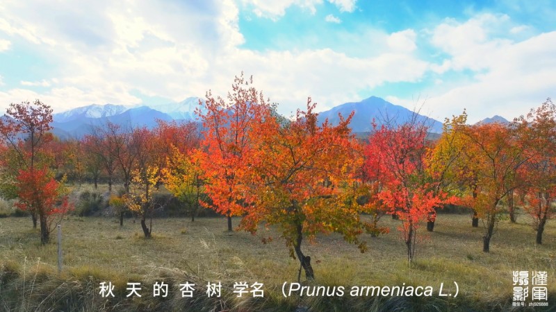 视频预览图