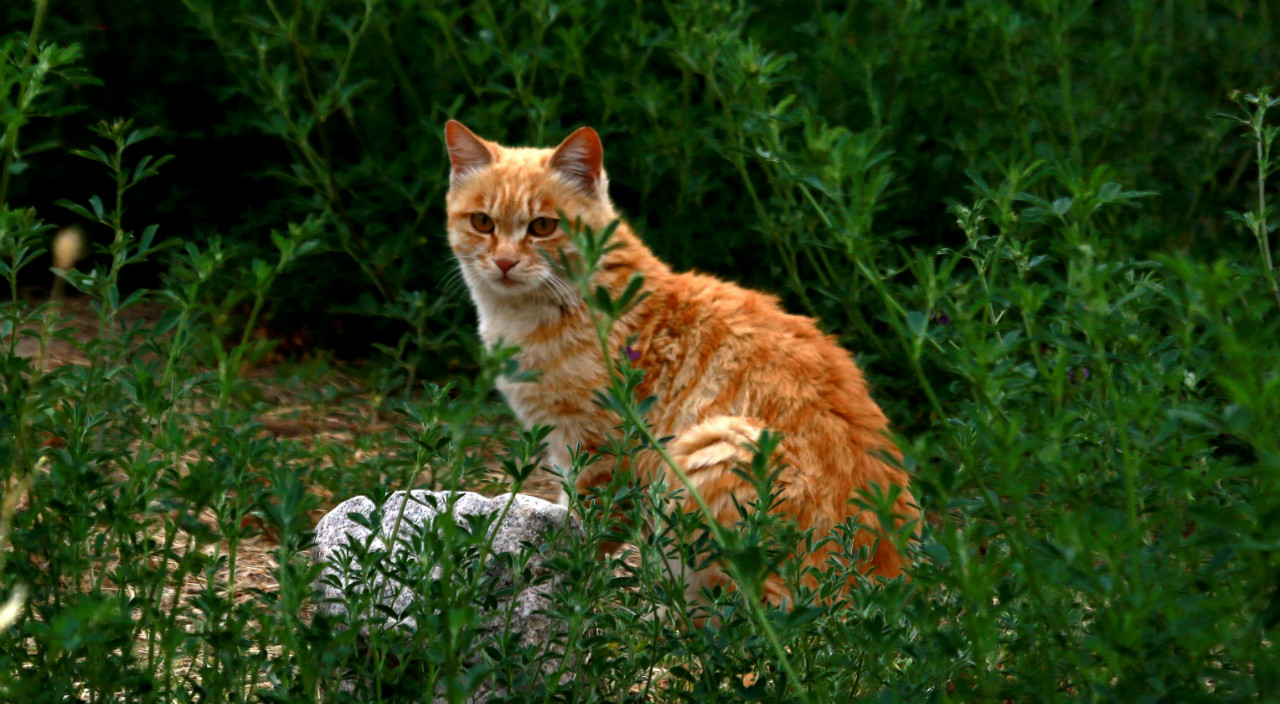 野猫