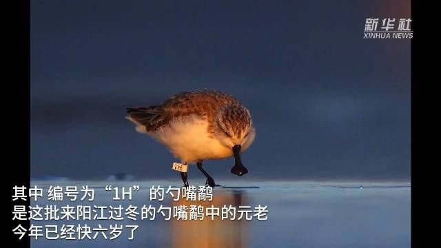 极危鸟类勺嘴鹬连续五年现身广东阳江