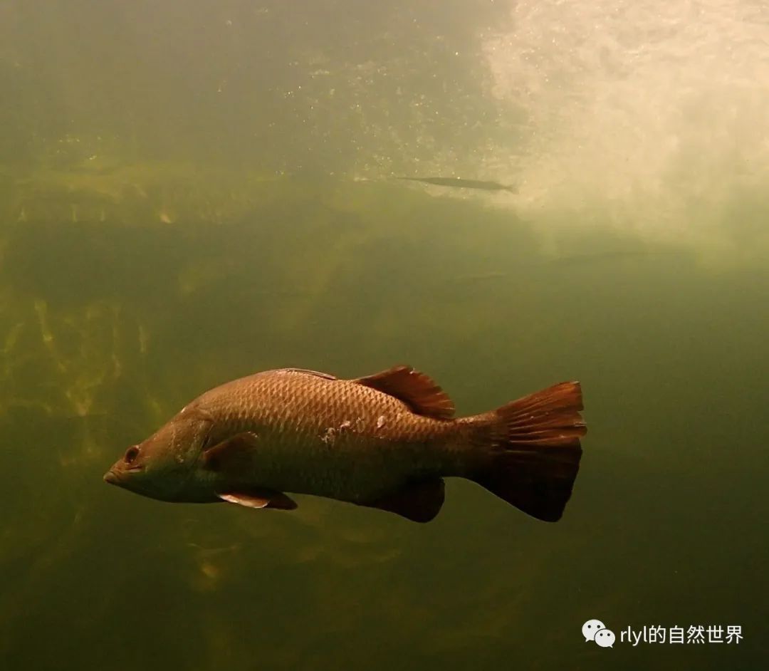 今日-尖吻鲈(barramundi)