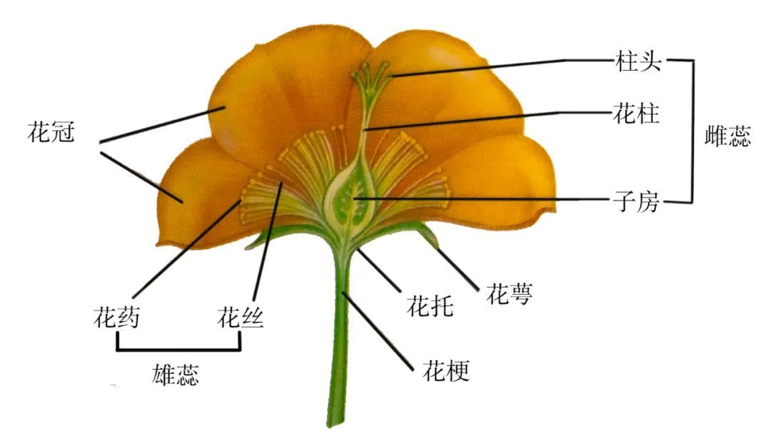 游览国家公园——3.认识植物的花 - 关注森林