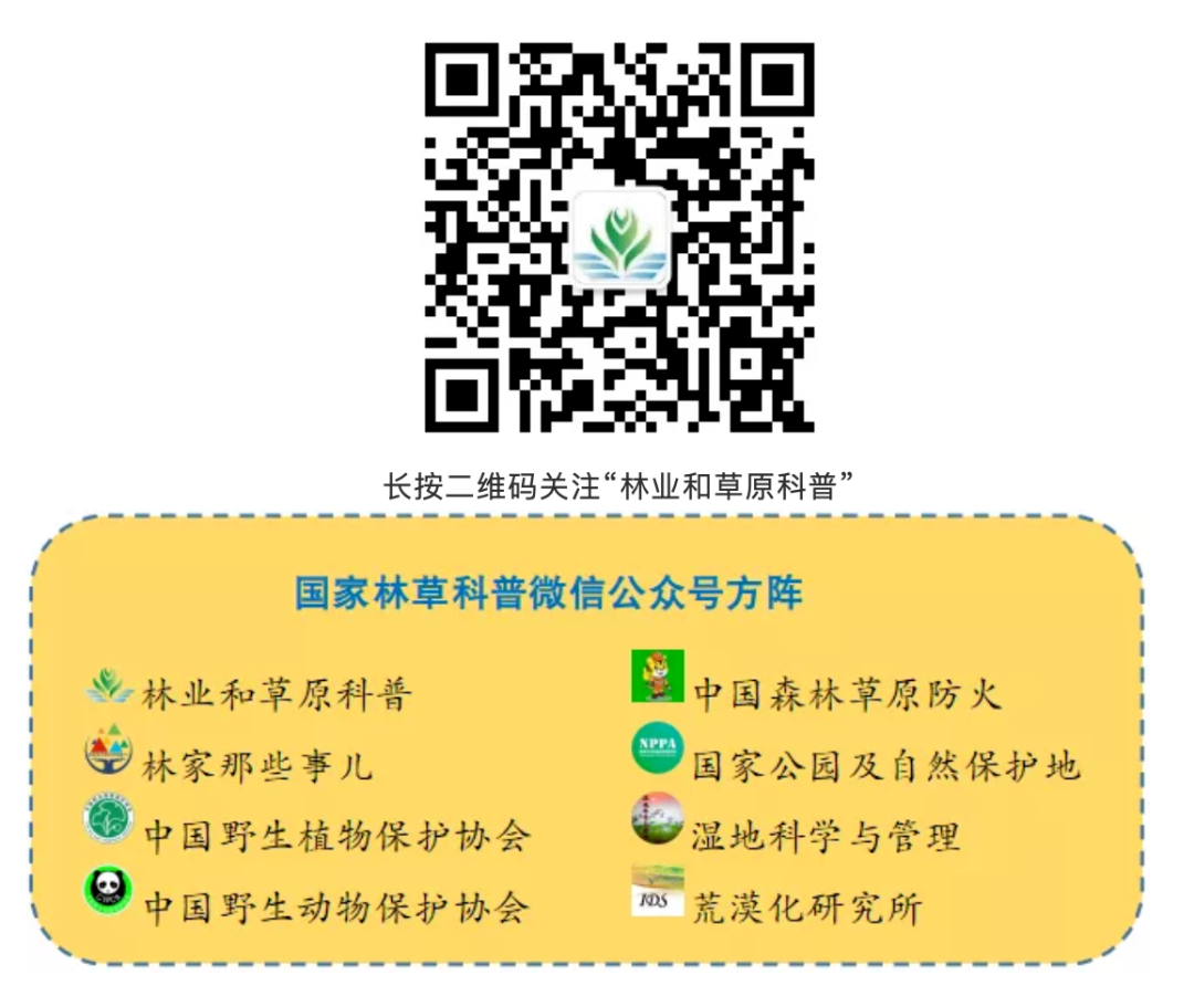 游览国家植物园——18.认识植物:凤仙花 - 关注森林
