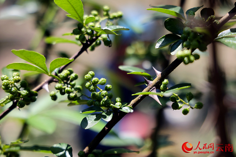 巧家縣包谷垴鄉(xiāng)紅石巖村的花椒成熟。人民網(wǎng)記者 徐前攝