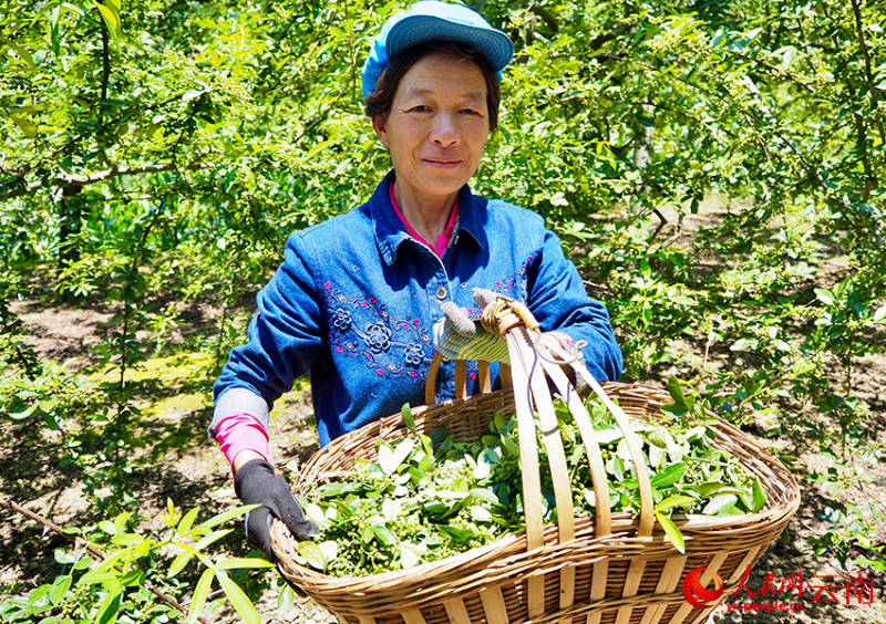 花椒喜獲豐收。人民網(wǎng) 王嫻攝