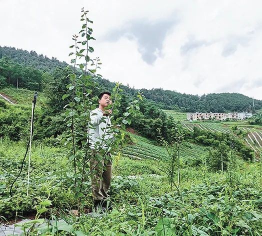 澄江市龍街街道西梅種植基地內(nèi)，西梅苗長勢良好。.jpg