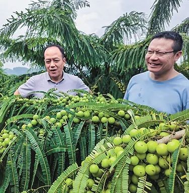林草部門工作人員到華寧益大茂農(nóng)業(yè)科技發(fā)展有限公司指導(dǎo)滇橄欖種植。.jpg