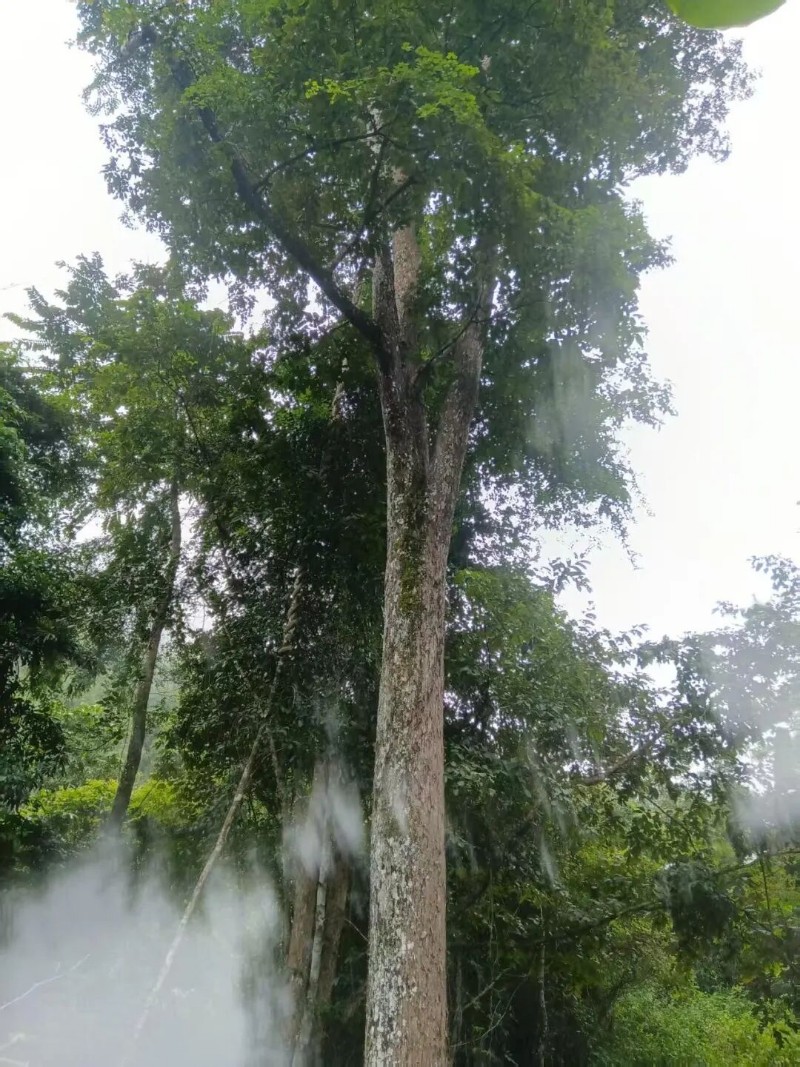 水紅花樹(千果欖仁).jpg