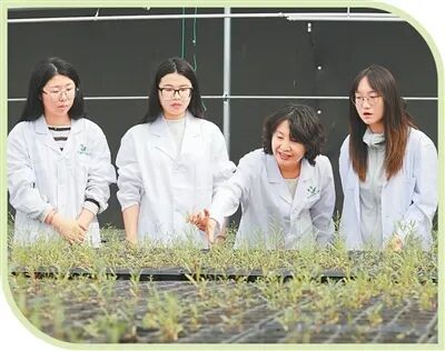 新疆阿拉爾國家農(nóng)業(yè)科技園區(qū)的智能溫室大棚里，李志軍（右二）在講解胡楊幼苗培育要點。董寧攝