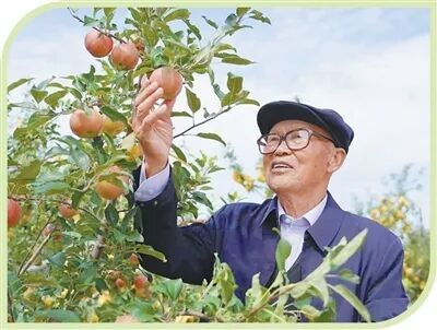 陜西榆林市橫山區(qū)趙石畔鎮(zhèn)蘆河果園，張炳貴在查看蘋果長勢。吳文英攝