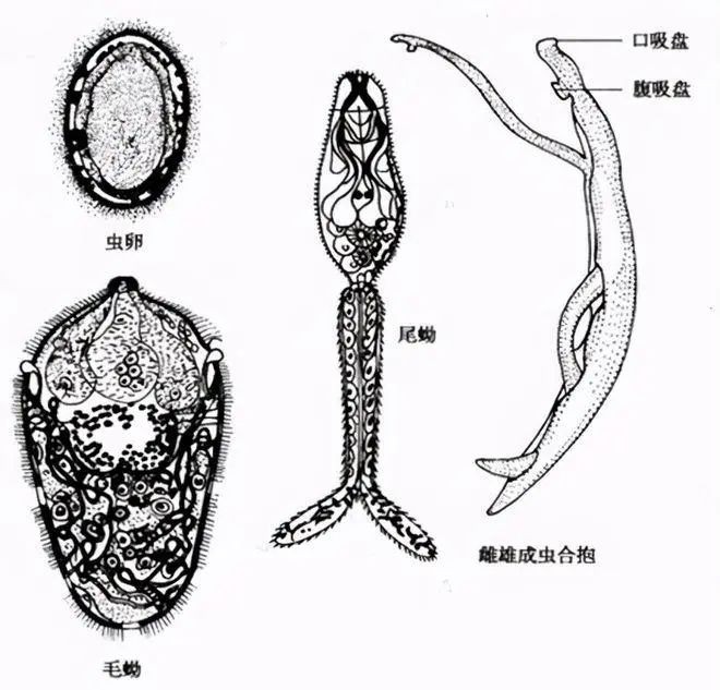7083ad31acbf58f22aaea2f1c01763d5__url=http://dingyue.ws.126.net/2021/0817/eee43173j00qxz9vu0044c000q600rcm.jpg&thumbnail=660x2147483647&quality=80&type=jpg.jpg