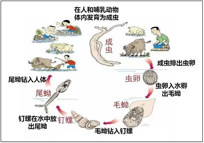 f4e42a931c2632be698fc7a62dc80780__url=http://dingyue.ws.126.net/2021/0410/39300535p00qrcmx400ead200rr00jgg00gv00bt.png&thumbnail=660x2147483647&quality=80&type=jpg.jpg