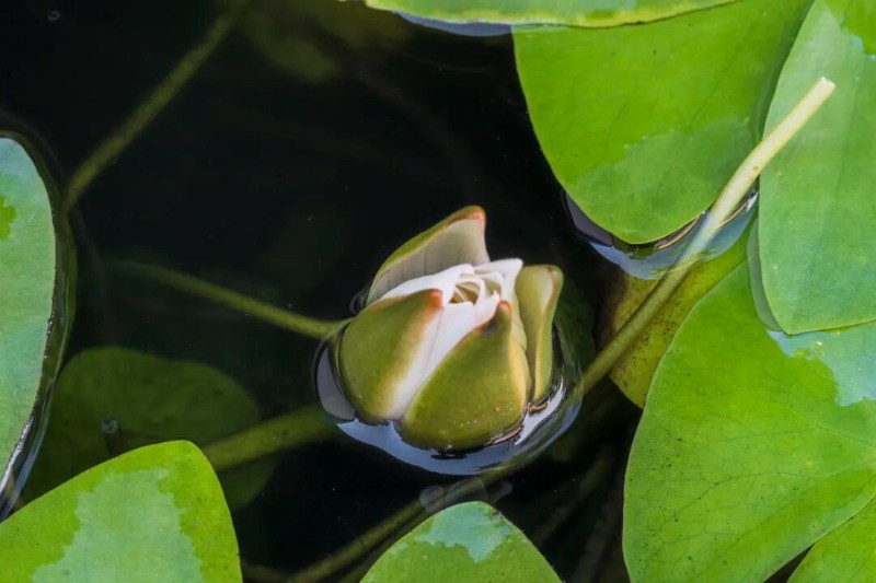 圖片