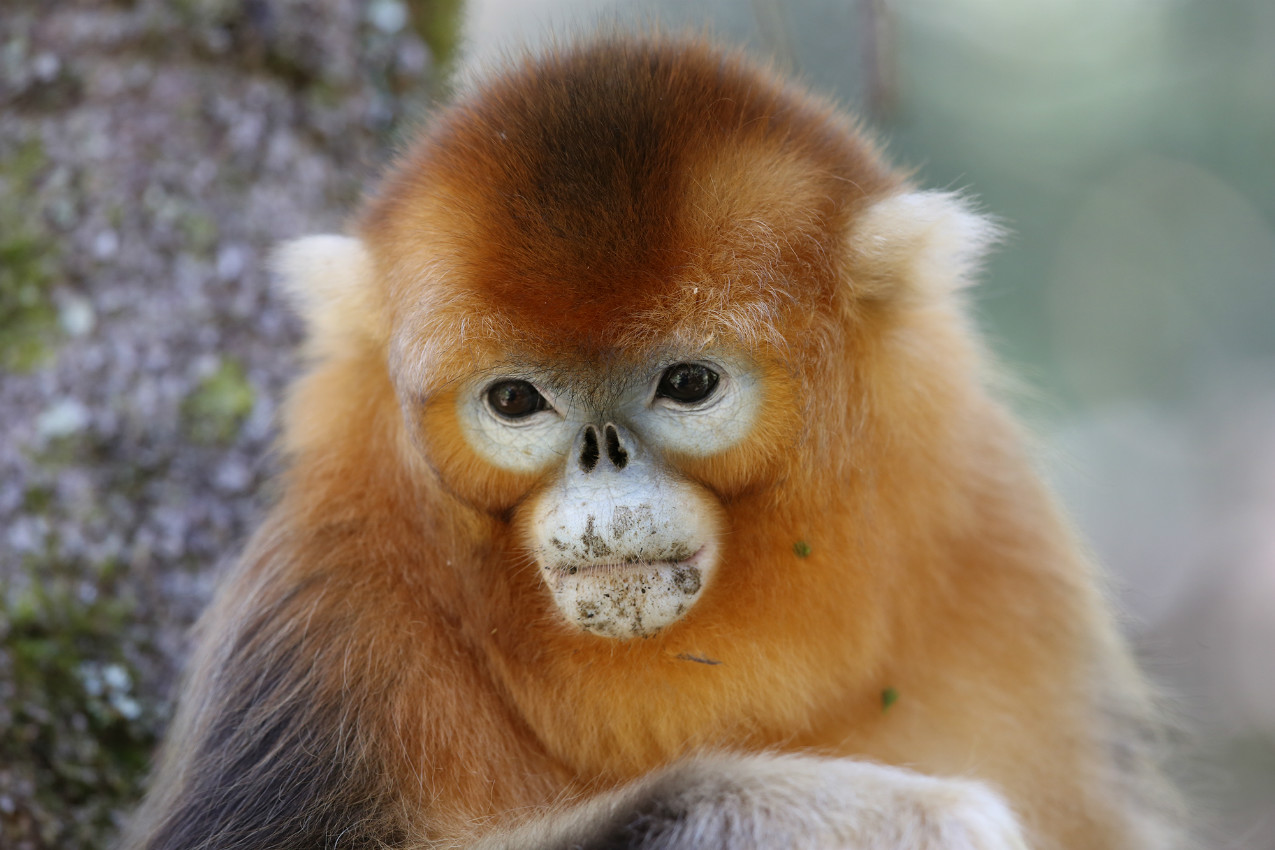 追逐金丝猴17年，斩获国际摄影大奖，他的镜头里有最温暖的“金色猴世界”