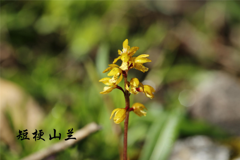 四川唐家河保护区:短梗山兰(王朗)