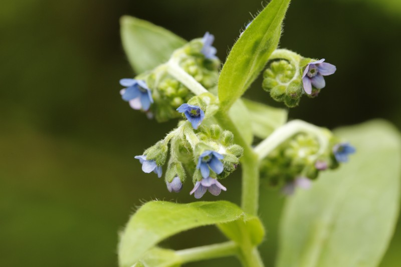 四川唐家河保护区:药用牛舌草