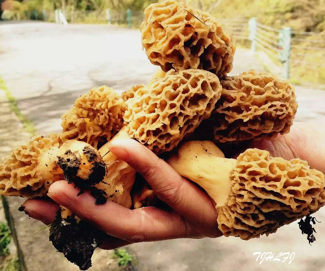 羊肚菌62605